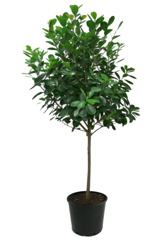 Ficus Moclame Large