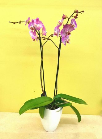 Pink Orchid Planter