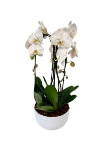 Triple Waterfall Orchid Plant