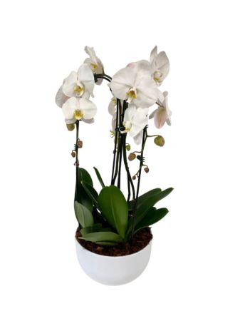 Triple Waterfall Orchid Plant