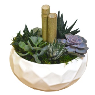 White Embossed Succulent Bowl