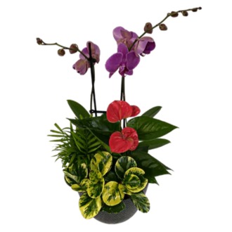 Black Orchid Planter