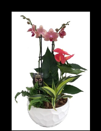 ORCHID PLANTER