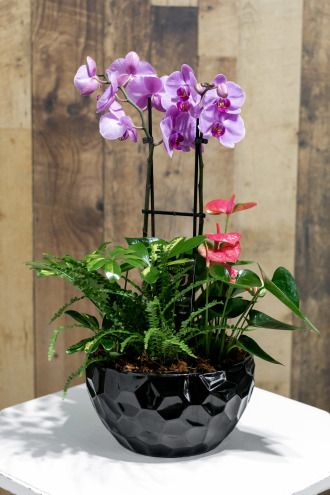 Orchid Planter 