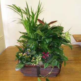 CARISMA FLORISTS® Florist Designed Blooming & Green Plants CF-18