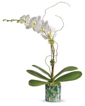 Teleflora\'s Stained Glass Orchid