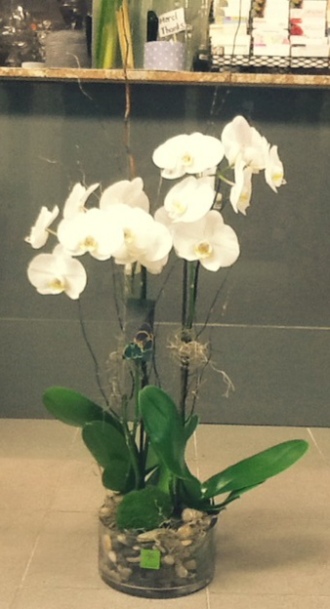 Elegant Orchids