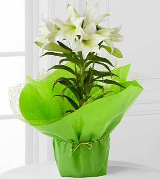 Easter Lilly Plant