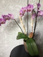 Orchidee3