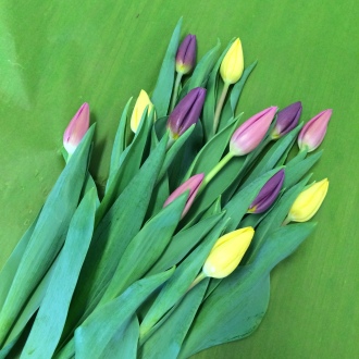 Bouquet of Fresh Cut Tulips