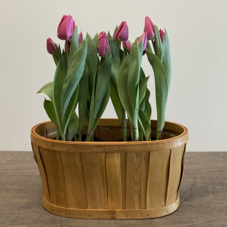 Panier de deux tulipes