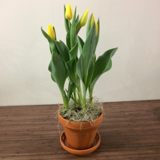 Pot de Tulipes