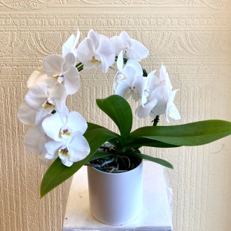 \'Infinity\' Phalaenopsis Orchid