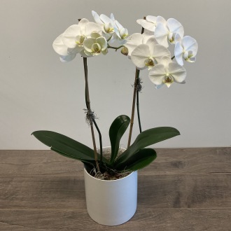 Phalaenopsis Orchid - Premium Double Stem
