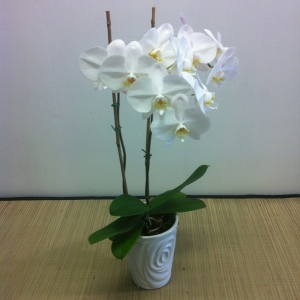 Phalaenopsis Orchid - Double Stem