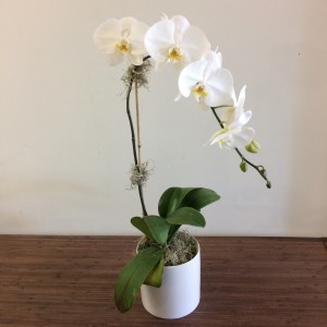Orchide Phalaenopsis - 1 Tige Deluxe