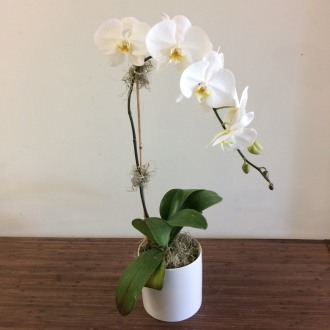 Phalaenopsis Orchid - Premium Single Stem