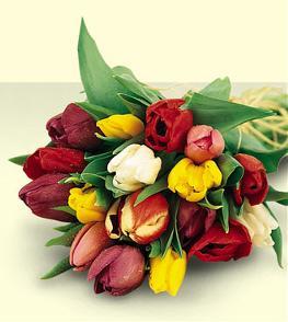 Tulipes Enveloppe en pour cadeau
