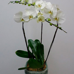 3 Stems Orchid Plant