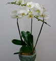 3 Stems Orchid Plant