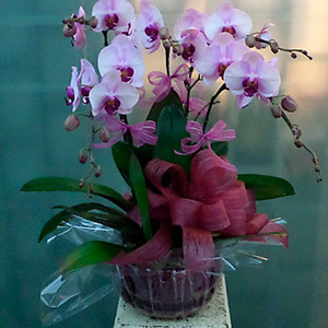 Pete Donati & Sons 5 Stems Orchid Plant