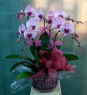 5 Stems Orchid Plant