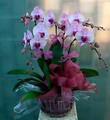 5 Stems Orchid Plant