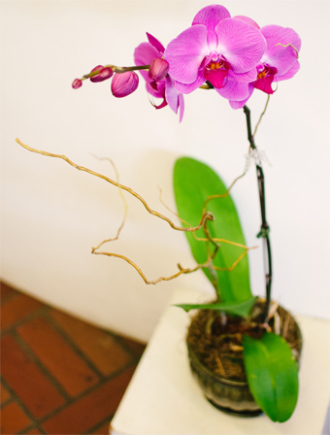 Phalaenopsis Orchid Ceramic Planter - Best available color