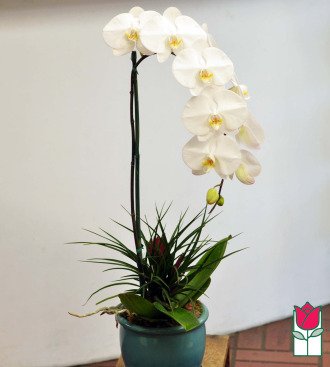 Beretania\'s Premium White Phalaenopsis Orchid in Ceramic