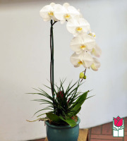 Beretania's Premium White Phalaenopsis Orchid in Ceramic