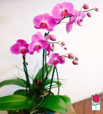 The BF Triple Phalaenopsis Orchid in Ceramic