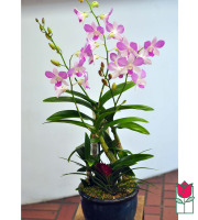 The BF Premium Dendro Orchid Plant in Ceramic