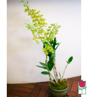 The BF Premium Dendro Orchid Plant in Ceramic