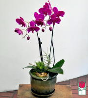 The BF Double Orchid Planter