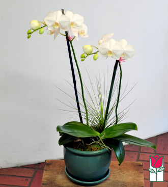 beretania florist phalaenopsis orchid plant delivery in honolulu