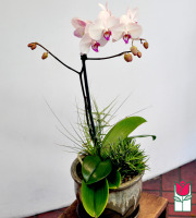 beretania florist phalaenopsis orchid planter delivery in honolulu