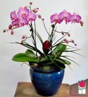 beretania florist phalaenopsis orchid planter honolulu delivery