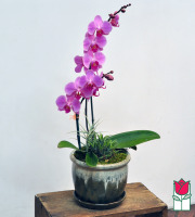 The BF Double Phalaenopsis Orchid Planter