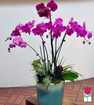 beretania florist premium 5 stem orchid planter honolulu orchid delivery 