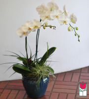 The BF Premium Double White Phalaenopsis Orchid Plant