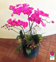 The BF Premium Triple Phalaenopsis Orchid in Ceramic
