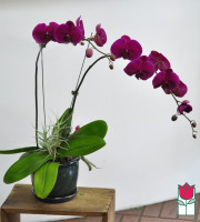 beretania florist premium orchid plant delivery honolulu phalaenopsis