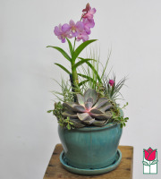 The BF Orchid with Succulent