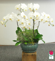 beretania florist phalaenopsis orchid plant delivery in honolulu hawaii 
