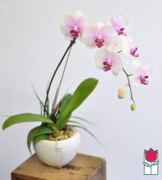 Phalaenopsis Orchid Ceramic Planter (Best Available Color)