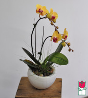 Mini Double Phalaenopsis Orchid Ceramic Planter - Yellow