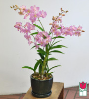 Dendrobium Orchid Ceramic Planter (Best Available Color)