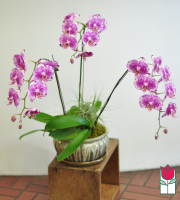 3 Spray Phalaenopsis Orchid Ceramic Planter - multi color purple
