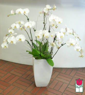 10 Spray Phalaenopsis Orchid Planter - White