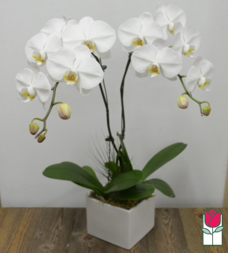 Double Premium Phalaenopsis Orchid Planter - White